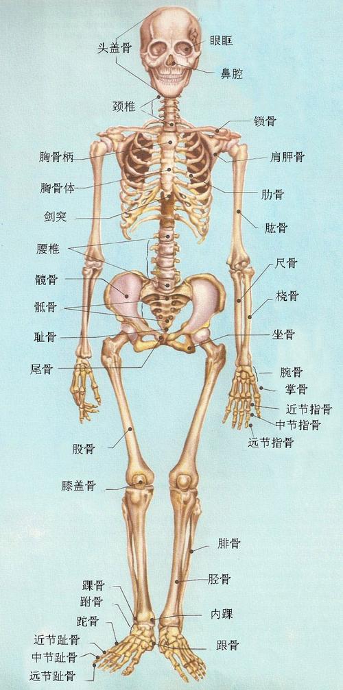 人体骨骼构造图